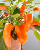 Capsicum Peppers from Heaven™ F1 Orange