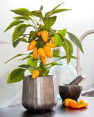 Capsicum Pillar Peppers™ F1 Mimi Orange