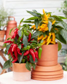 Capsicum Pillar Peppers™ Galaxy™ Red