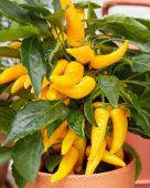 Capsicum Pillar Peppers™ Galaxy™ Yellow
