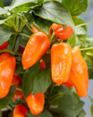 Capsicum Peppers from Heaven™ F1 Orange