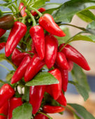 Capsicum Exp aq10 Red