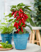 Capsicum Exp aq10 Red