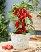 Capsicum Exp aq10 Red