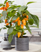 Capsicum Pillar Peppers™ F1 Mimi Orange