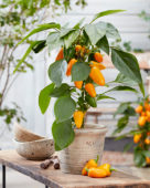 Capsicum Pillar Peppers™ F1 Mimi Orange