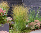 Panicum virgatum JS Buffalo Green