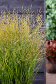 Panicum virgatum JS Buffalo Green