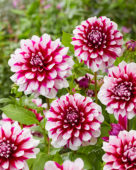 Dahlia-patches