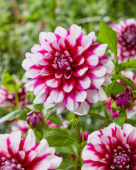 Dahlia-patches