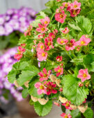 Fragaria x ananassa Strawberry Ice