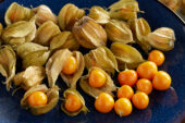 Physalis peruviana