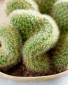 Mammillaria hildewintera cristata