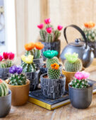 Cactus disco bloemen mix