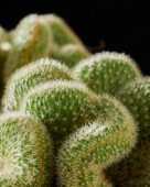Mammillaria hildewintera cristata