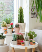 Cactus collection