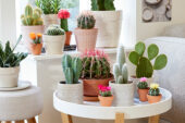 Cactus collectie
