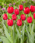 Tulipa Reflex
