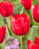 Tulipa Reflex
