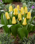 Tulipa Eco geel