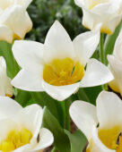 Tulipa Eco wit