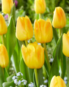 Tulipa El Dorado
