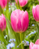 Tulipa Dreamcloud
