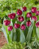 Tulipa 486-535-05-1