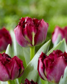Tulipa Paint it Black 