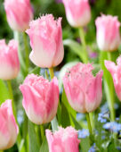 Tulipa Souvenir