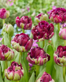 Tulipa Mystery Dream