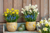 Spring bulbs on pots