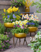 Spring flowers on pot