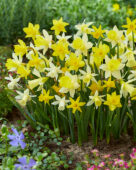 Narcissus small flowering trumpet mix