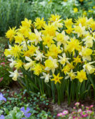 Narcissus small flowering mix