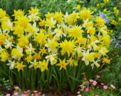 Narcissus kleinbloemig mix