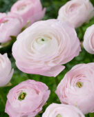 Ranunculus roze