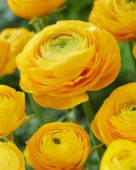 Ranunculus yellow