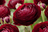Ranunculus red