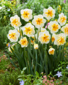 Narcissus Delta