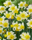 Narcissus Pure Sun