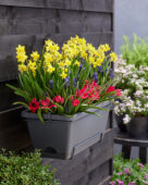 Window box with spring bulbs