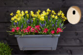 Window box with spring bulbs