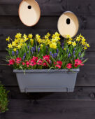Window box with spring bulbs