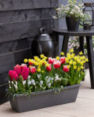 Window box with spring bulbs