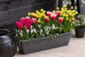 Window box with spring bulbs