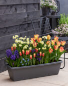 Window box with spring bulbs