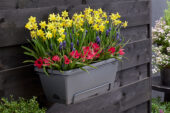 Window box with spring bulbs