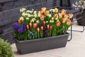 Window box with spring bulbs
