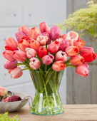 Tulipa Pride mix